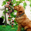 Heavy Duty Pet Dog Collar Leash Set Adjustable Obedience P Chain Collar Nylon Dog Leash Strap Lead Rope for Medium Large Dogs