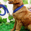 Heavy Duty Pet Dog Collar Leash Set Adjustable Obedience P Chain Collar Nylon Dog Leash Strap Lead Rope for Medium Large Dogs