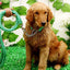 Heavy Duty Pet Dog Collar Leash Set Adjustable Obedience P Chain Collar Nylon Dog Leash Strap Lead Rope for Medium Large Dogs
