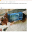 Pet Clothes for Small Medium Dogs Cool Dog Denim Jacket Puppy Sleeveless Dark Washed Jeans Costume Spring Lapel Pet Coat