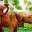 Heavy Duty Pet Dog Collar Leash Set Adjustable Obedience P Chain Collar Nylon Dog Leash Strap Lead Rope for Medium Large Dogs