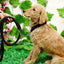 Heavy Duty Pet Dog Collar Leash Set Adjustable Obedience P Chain Collar Nylon Dog Leash Strap Lead Rope for Medium Large Dogs