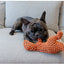 Soft Plush Squeaky Dog Toys Cartoon Cute Dinosaur Pets Cat Toy Outdoor Play Interactive Small Dog Chew Molar Toys