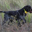 Professional Hunting Dog Beeper Chargable Dog Training Collar Dog Training Tracking Equipment Pet Electric Hunting Collars