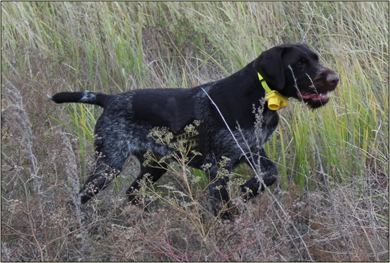 Professional Hunting Dog Beeper Chargable Dog Training Collar Dog Training Tracking Equipment Pet Electric Hunting Collars