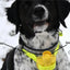 Professional Hunting Dog Beeper Chargable Dog Training Collar Dog Training Tracking Equipment Pet Electric Hunting Collars