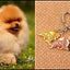 New Cute Greyhound Dog Animal Purse Handbag Handmade Pendant Keychain For Bag Car Women Men Key Ring Love Jewelry K137