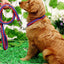 Heavy Duty Pet Dog Collar Leash Set Adjustable Obedience P Chain Collar Nylon Dog Leash Strap Lead Rope for Medium Large Dogs