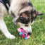 Squeaker Interactive Dog Toy Balls for Small Dogs Play Bite Resistant Chew Ball Toys for Large Dogs Puzzle Training Accessories