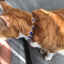 Bling Rhinestone Dog Necklace Jewelry Luxury Designer Gemstone Princess Dog Cat Wedding Collar for Small Medium Dogs Puppy