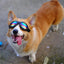 Adjustable Padded Dog Sunglasses Goggles Collapsible Pet Accessories for Medium Dogs Motorcycle Glasses suministros para perros
