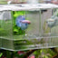 Acrylic Aquarium Fish Breeding Isolation Box Fish Tank Aquarium Breeder Double Guppies Hatching Incubator Fish Tank Accessories
