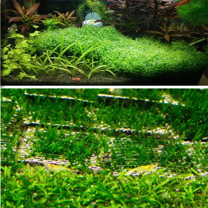 2PCs Stainless Steel Wire Mesh Pad Aquarium Fish Tank Decoration Plants Moss Net Decor 8x8 cm Fish Aquarium Decor Accessories