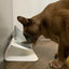 Non-Slip Double Cat Bowl Dog Bowl With Stand Pet Feeding Cat Water Bowl For Cats Food Pet Bowls For Dogs Feeder Product Supplies