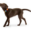 Rainbow Color Pet Dogs Collar Harness Set 120cm Puppy Leash Outdoor Walking Exercise Dogs Supplies PU Anti-Escape Cat Collars