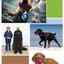 Squeaker Interactive Dog Toy Balls for Small Dogs Play Bite Resistant Chew Ball Toys for Large Dogs Puzzle Training Accessories