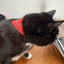 Small Dog Cat Bandana Collar Adjustable Puppy Dog Kitten Neckerchief PU Collar with Printed Triangular Scarf Pet Collar for Cat