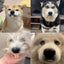 Pet CorgiDog False Teeth Toy Rabbit Front BuckTeeth Cover Funny Puppy Dentures Pet Decorating Cosplay Halloween Costume
