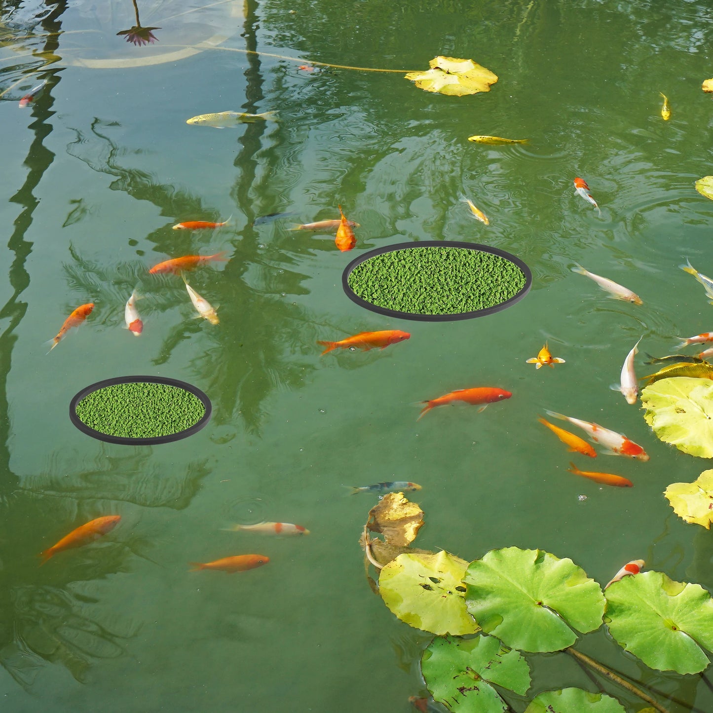 UXCELL Fish Feeding Ring Fish Feeders Floating Plant Corral Aquarium Fish Tank Plant Corral Fish Food Feeding Assistant 5pcs