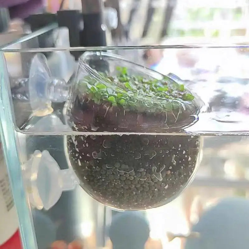 Aquarium Plant Holder Clear Aquarium Tank Live Plant Pot Aquatic Planter With Suction Cups Red Shrimp Live Plants Fish Tank