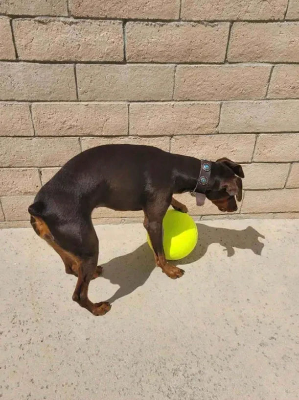Giant Tennis Ball For Dog Chew Toy Pet Dog Interactive Toys Big Inflatable Tennis Ball Pet Supplies Outdoor Cricket Dog Toy