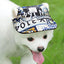 Dog Baseball Hat Pet Outdoor Sun Protection Visor Hat Ear Holes Dog Hats Lightweight Comfort Pet Hat For Outdoor Enthusiasts