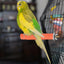 Bird Stand Grinding Stick Parrot Frosted Perch Stand For Cage Claw Sharpening Cage Perch Toy For Cockatiels Budgies Medium