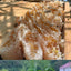 Small Investment And High Profits Honey Bee Hives For Sale Rearing Tools Beehive