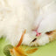 Catnip Ball Feather Cat Toy Ball Feather Cat Tooth Cleaning Cat Toy Catnip Ball Interactive Chew Catnip Pet Supplies