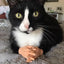 Mini Hand Toy 10 Pairs Tiny Toys Finger Funny Shape Mini Finger Puppets For Taking Photos Massaging Cats Cat Cosplay