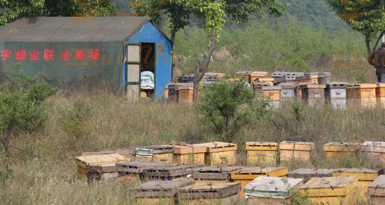 Beekeeping Equipment Plastic Polystyrene  Bee Hives Langstroth Plastic Beehive For Apis Mellifera