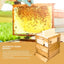 Beehive Automatic Obtain Honey Bee hive 7pcs Auto Super Frames Food-Grade Suitable Beekeeper Starter(Unassembled)