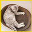 Bowl-shaped Crumb-free Corrugated Paper Cat Scratching Board And Cat Bed Wear-resistant Environmentally Friendly And Safe Claw