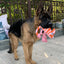 Dog Plush Toy Cross Border Plush Filled Striped Chameleon Lizard Squeaking Pet Toy Dog Toy Fleece Squeak Toys