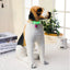 Fashion Pet Glowing Collars with Bell Glow at Night Dogs Cats Necklace Light Luminous Neck Ring Accessories for Kitten and Puppy