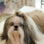 Hair Clips For Dogs Topknot Grooming Hair Bow Topknot Grooming Hair Accessories For Small Dogs Girl Dog Hair Bows With Clips For