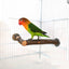 Natural Wood Pet Parrot Raw Wood Fork Tree Branch Stand Rack Squirrel Bird Hamster Branch Perches Chew Bite Toys Stick