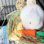 Natural Paper Rope Rabbit Puzzle Toy Grass Weaving Radish Carrot Shape Pet Accessories Guinea Pig Chinchillas Small Animals Toys