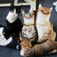 50cm Cute Lifelike 3D Cat Dog Plush Toys Stuffed Soft Animal Doll Simulation Sleep Pillow Sofa Cushion Home Decor Gift