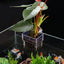 Aquarium Planting Basket Hydroponic Support Hangable Fish Tank Water Grass Cup Aquatic Plant Holder Wall Hanging Flower Pots