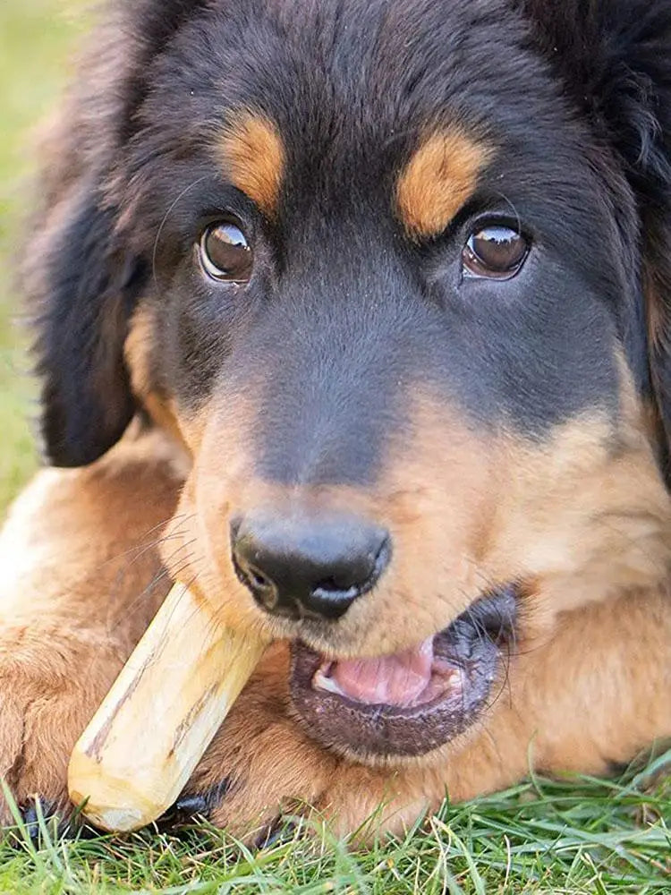 Dog Teeth Grinding Natural Coffee Wood Chewable Stick Teeth Cleaning Wooden Chewing Toy Calming Teething Toys Pet Supplies