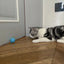 Cat Interactive Ball Smart Pet Cat Toys Indoor Automatic Rolling Magic Ball Electronic Interactive Cat Toy Cat Game Accessories