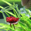 Acrylic Aquarium Feeder Hanging Fish Tank Mini Crystal Pot Polka Water Potted Planting Cylinder Cup Aquarium Decor Accessories