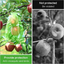 50pcs Fruit Protection Bags Anti-Bird Garden Netting Bags Strawberry Grapes Mesh Bag Plante Vegetable Netting Cover Garden Tool