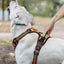Pet Dog Harness for Medium Large Dogs, Adjustable Reflective No-Choke Padded Pet Vest Harness with  Front Clip Control Handle