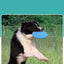 Silicone Flying Saucer Funny Dog Cat Toy Dog Game Flying Discs Resistant Chew Puppy Training Interactive Pet Supplies