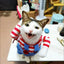Halloween Funny Dog Clothes for Small Medium Dogs Cats Party Dressed Up Cosplay Costumes Bulldog French Chihuahua Pet Outfits