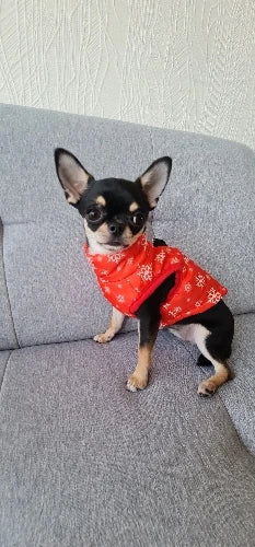 Dog Clothes For Small Dogs Yorkia Mini Chihuahua Dog Clothes Winter Cat Jacket Coat For Pug Puppy Down Coat Sphynx Pets Apparel