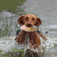 Duck Bumper Toy Dog Retriever Outdoor Training Toy Dog outdoor Training Duck Toy For Dogs Simulation Animal Shaped Toys for Pet