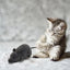 Robotic Mouse Cat Toy RC Mouse Cat Toy Squeaky Mouse Cat Toy Battery Powered Mimics Motion Of Real Prey Fun Interactive Play